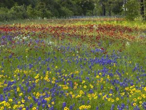 Tim Fitzharris - Annual Coreopsis Texas Bluebonnet and Drummond's Phlox
