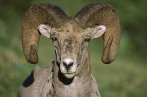 Tim Fitzharris - Bighorn Sheep close-up, North America