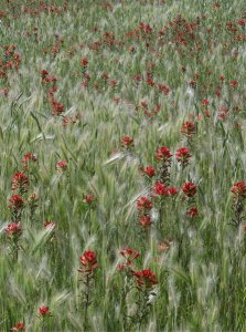 Tim Fitzharris - Indian Paintbrush and Foxtail Barley field, Texas