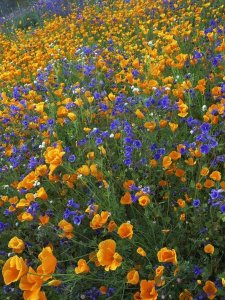 Tim Fitzharris - California Poppy and Desert Bluebell flowers, Antelope Valley, California