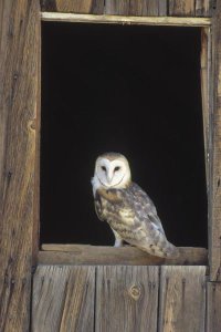 Konrad Wothe - Barn Owl perching on barn window, North America