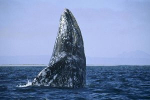 Konrad Wothe - Gray Whale breaching, Pacific Ocean