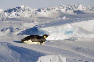 Konrad Wothe - Emperor Penguin tobogganing on belly, Antarctica