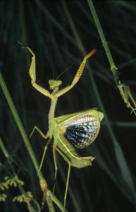 Konrad Wothe - Mediterranean Mantis female in defensive display, Spain