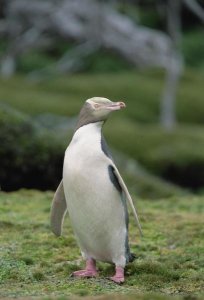 Konrad Wothe - Yellow-eyed Penguin albino portrait, Enderby Island, New Zealand