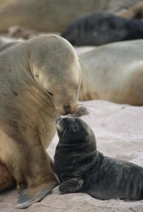 Konrad Wothe - Hooker's Sea Lion mother nuzzling pup, Enderby Island, New Zealand