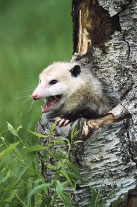 Konrad Wothe - Virginia Opossum female hissing from tree cavity, North America