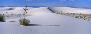 Konrad Wothe - Soaptree Yucca in Gypsum dunes, White Sands National Monument, New Mexico