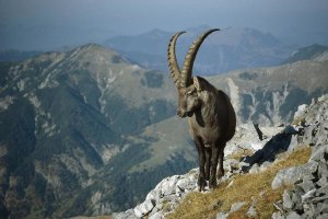 Konrad Wothe - Alpine Ibex male in the Swiss Alps, Europe