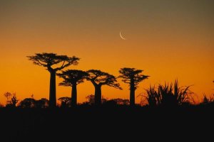 Konrad Wothe - Grandidier's Baobab trees and moon, Madagascar