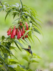 Konrad Wothe - Purple-throated Mountain-gem hummingbird female, Costa Rica