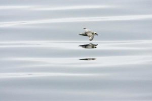 Konrad Wothe - Northern Fulmar flying low over water, Spitsbergen, Norway