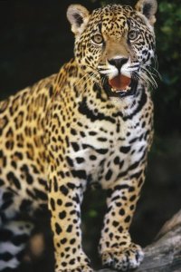 Gerry Ellis - Jaguar panting, Woodland Park Zoo