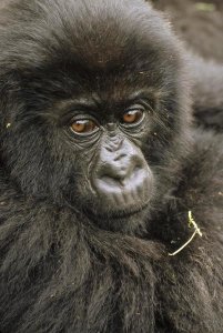Gerry Ellis - Mountain Gorilla juvenile portrait, Virunga Mountains