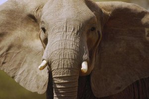 Gerry Ellis - African Elephant close up, Amboseli National Park, Kenya