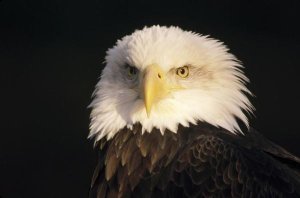 Gerry Ellis - Bald Eagle portrait, North America