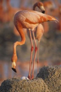 Gerry Ellis - Greater Flamingo with egg at mud nest, Inagua National Park, Bahamas