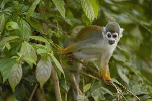 Pete Oxford - South American Squirrel Monkey in trees, Amazon Rainforest, Ecuador