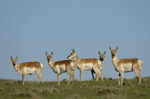 Pete Oxford - Pronghorn Antelope herd, Wyoming