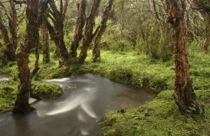 Pete Oxford - Polylepis forest and stream, El Angel Reserve, Andes Mountains,  Ecuador