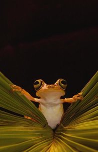 Pete Oxford - Chachi Tree Frog , Choco Rainforest,  Ecuador