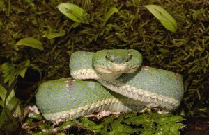 Pete Oxford - Eyelash Viper coiled on bromeliad, venomous, Esmeraldas, Ecuador