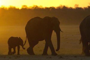 Pete Oxford - African Elephant mother and calf silhouetted at sunset, Africa