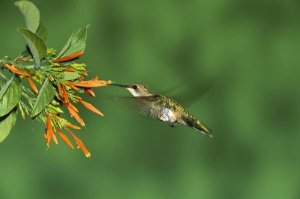 Tom Vezo - Black-chinned Hummingbird female feeding at flower, Green Valley, Arizona