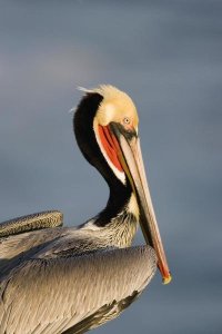 Tom Vezo - Brown Pelican adult portrait, California