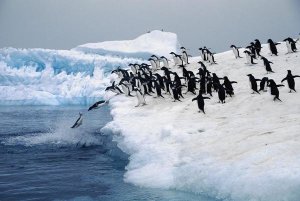 Colin Monteath - Adelie Penguins leaping from small iceberg, Weddell Sea, Antarctica