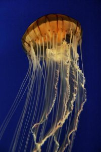 Hiroya Minakuchi - Pacific Sea Nettle spreading tentacles, aquarium, Japan