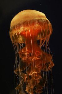 Hiroya Minakuchi - Black Sea Nettle spreading tentacles, aquarium, Japan