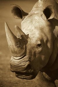 San Diego Zoo - White Rhinoceros portrait, native to Africa - Sepia