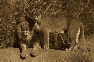 San Diego Zoo - African Lion male and African Lioness, native to Africa - Sepia