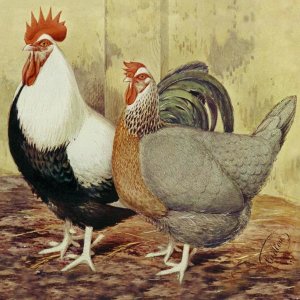 Lewis Wright - Chickens: Silver-Grey Dorkings
