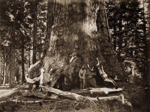 Carleton Watkins - The "Grizzly Giant" - 33 feet diameter - with Galen Clark, Mariposa Grove, Yosemite, California, 1861