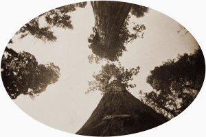 Carleton Watkins - Among the Treetops, Calaveras Grove, California, 1878