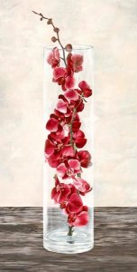 Shin Mills - Arrangement of orchids