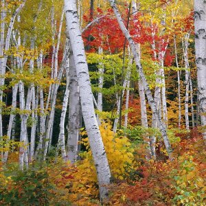 James Randklev - Autumn in Shelburne Forest - Triptych Left