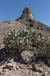 Carol Highsmith - Prickly Pear Cactus and scenery in Big Bend National Park, TX