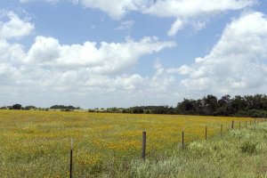Carol Highsmith - A field of wildflowers near Chappel Hill in Austin County, TX, 2014