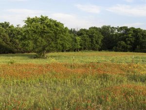 Carol Highsmith - A field of wildflowers near the town of Trenton in Fannin County in Northeast Texas