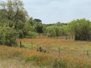 Carol Highsmith - Field of wildflowers in Gonzales County, TX