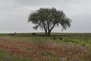 Carol Highsmith - Wildflower field near Poteet in Atascosa County, TX
