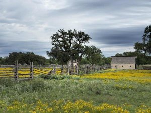Carol Highsmith - A beautiful wildflower array in a meadow in Johnson City, TX