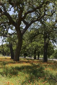 Carol Highsmith - Shade trees and wildflowers on the LBJ Ranch, near Stonewall in the Texas Hill Country
