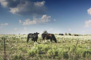 Carol Highsmith - Cows in a field of wildflowers in rural Hunt County near Greenville, TX