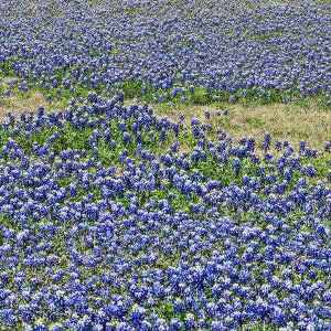 Carol Highsmith - Texas Wildflower Detail: Bluebonnets