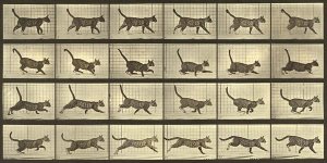 Eadweard J. Muybridge - Motion Study: Running Cat