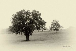 Debra Van Swearingen - Horses and Trees II